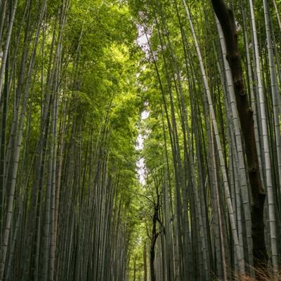 苍蓝誓约官方版下载